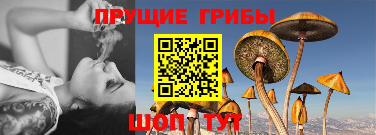 Галлюциногенные грибы Psilocybine cubensis  Псилоцибиновые грибы Cubensis  Ковров  Вход с VPN 